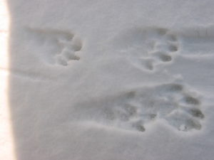 otter tracks